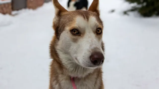 Siberian Husky standing in snow with a thick winter coat