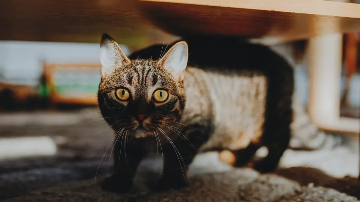 Small dog crouched and hiding partly under a table