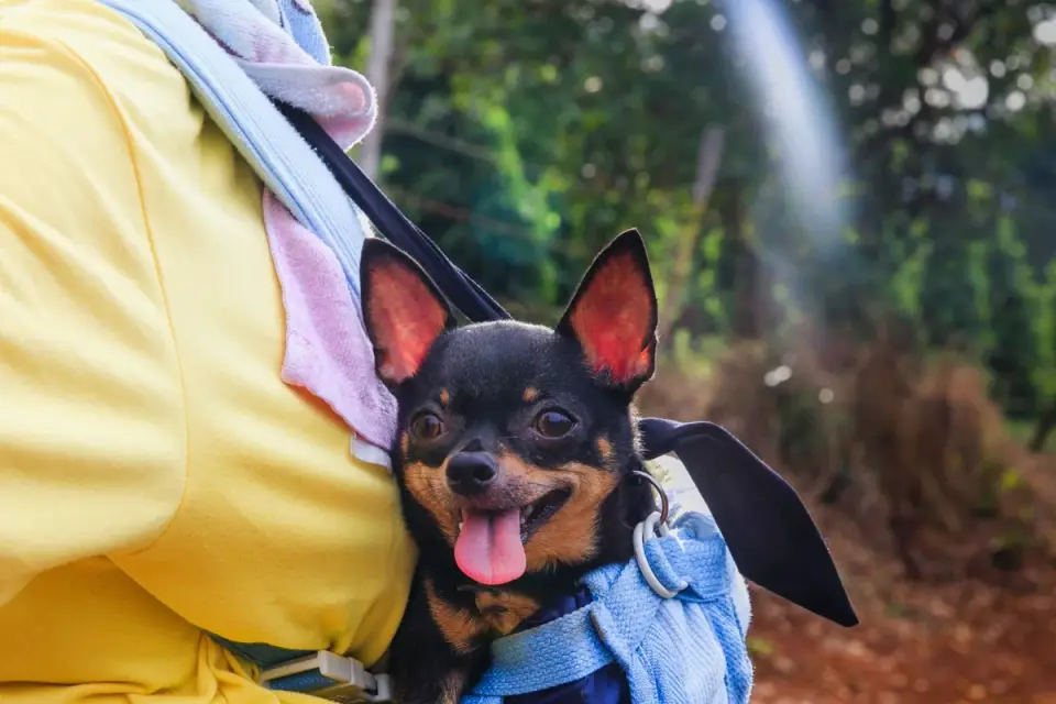 Small dog resting inside a soft-sided carrier positioned under an airplane seat