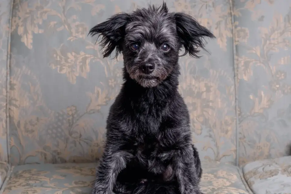 Small dog walking up a ramp onto a couch instead of jumping