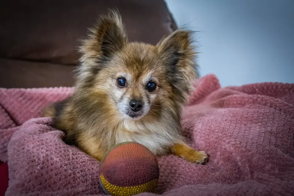 Small senior dog walking down a low ramp indoors