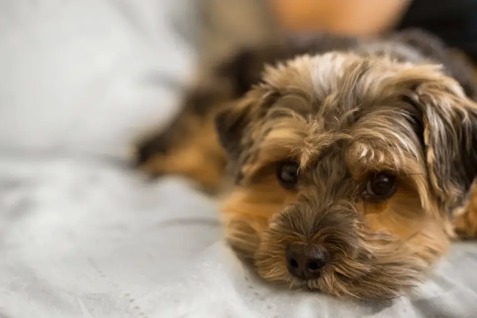 Small Yorkshire Terrier walking up a ramp to a couch