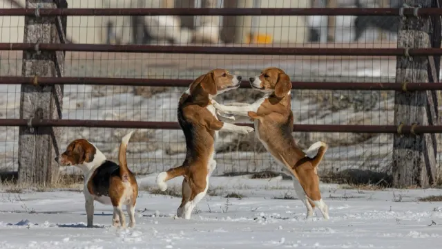 Two dogs facing each other in a play bow position on grass