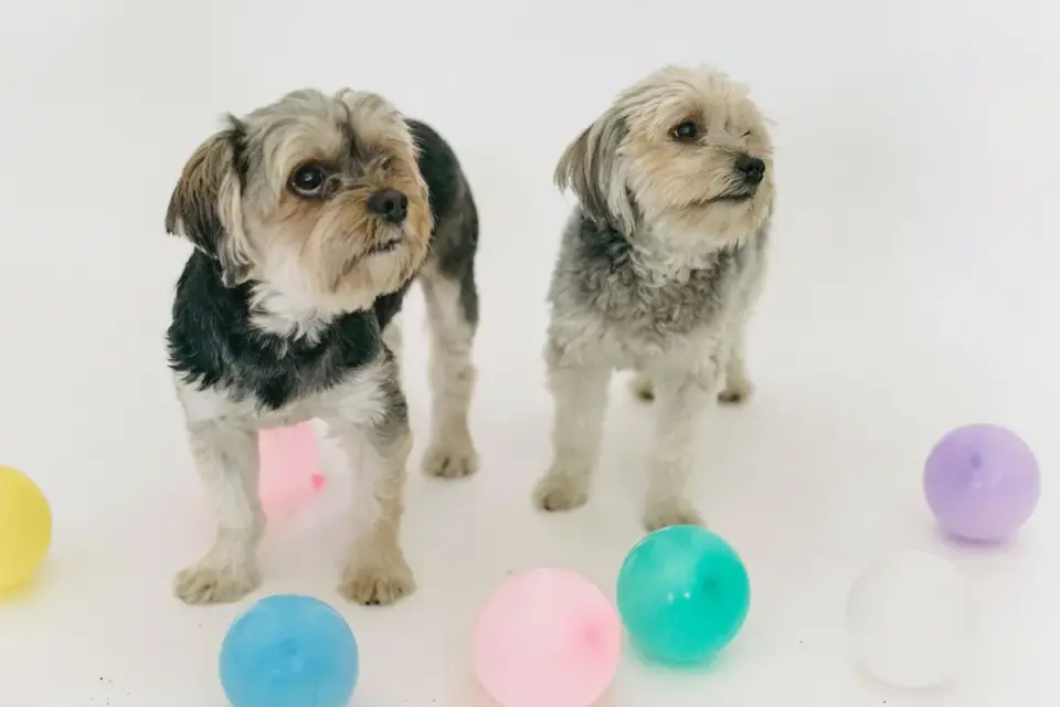 Two dogs playing