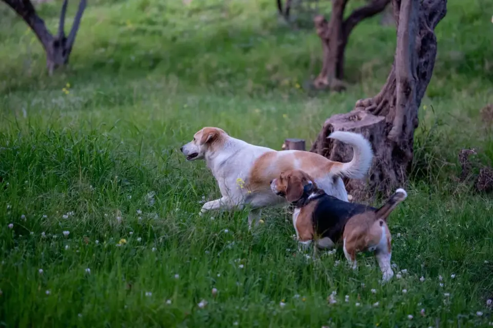 Two dogs playing