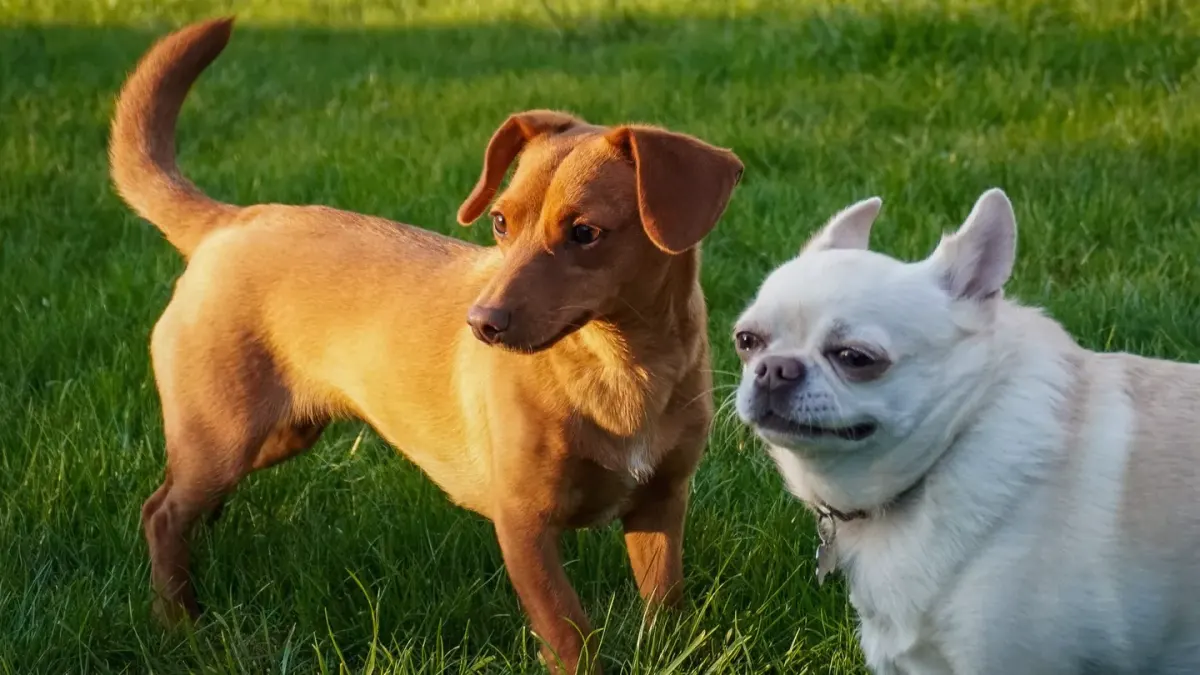 Two dogs playing
