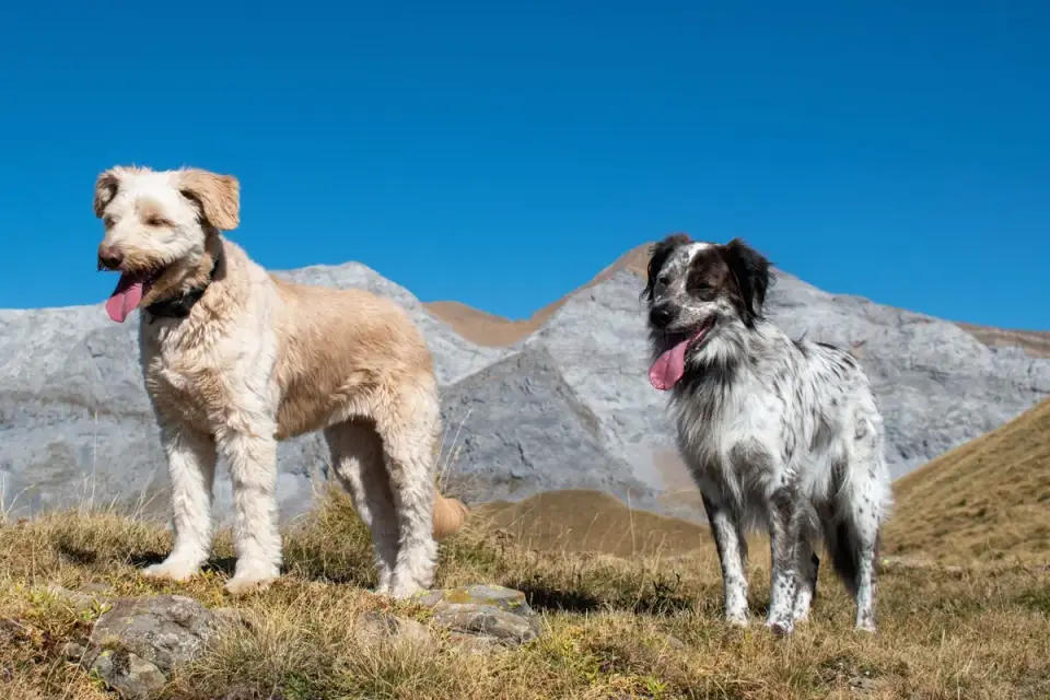 Two dogs playing