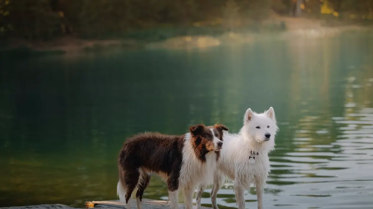 Two dogs playing