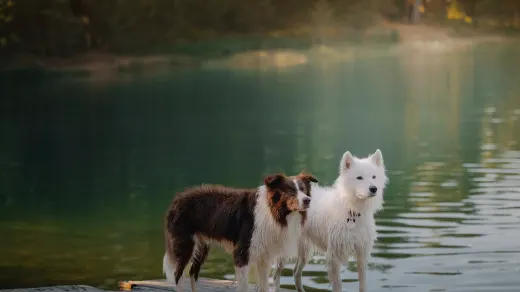 Two dogs playing