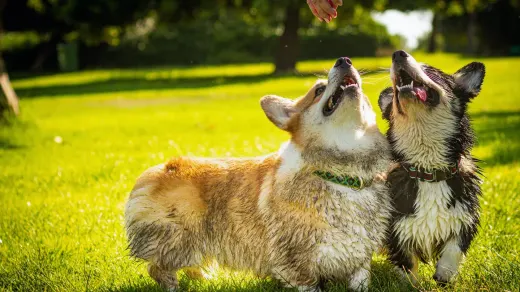 Two dogs playing