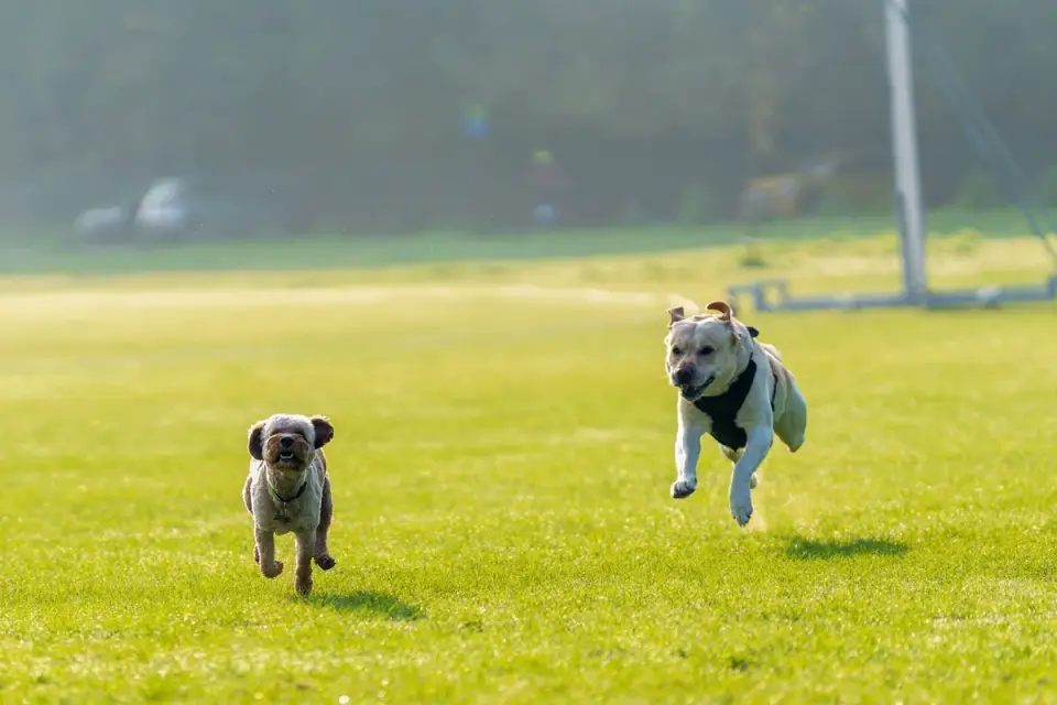 Two dogs playing