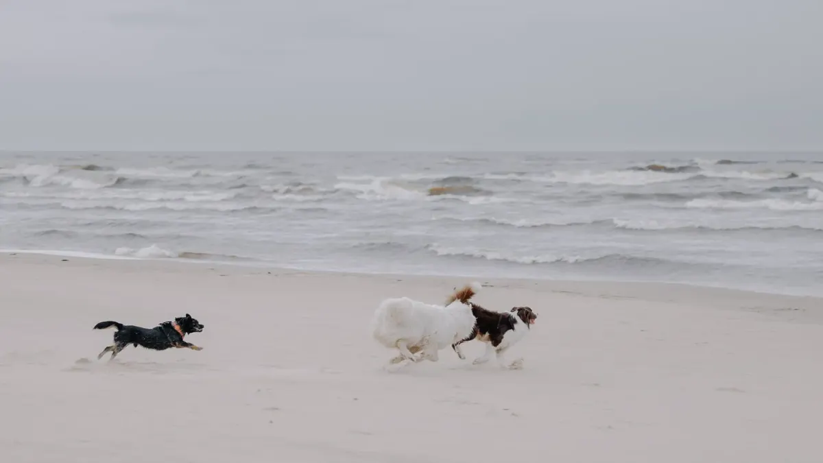 Two dogs playing