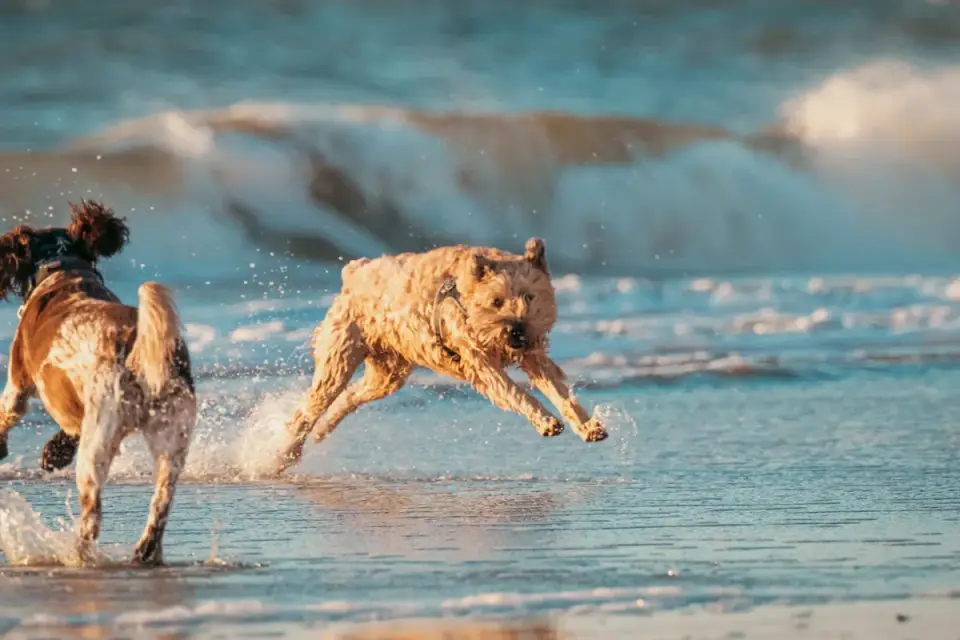 Two dogs playing