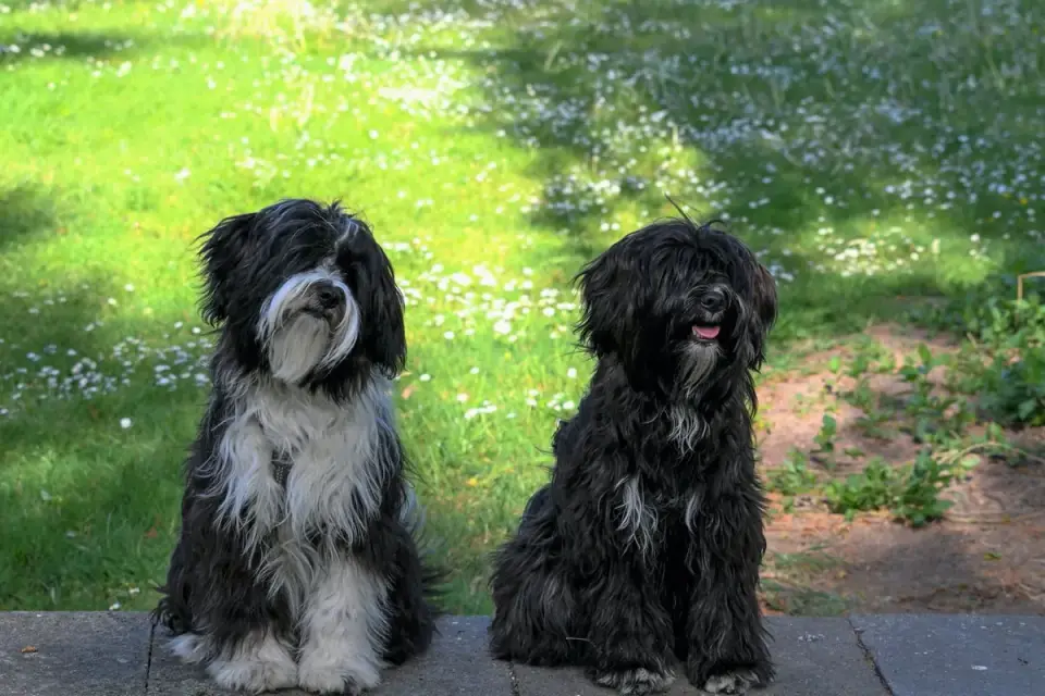 Two dogs playing