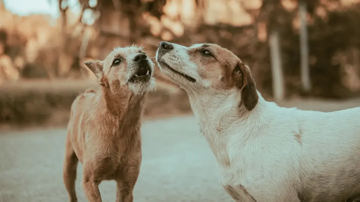 Two dogs playing