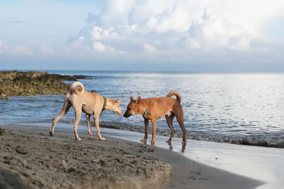Two dogs standing stiffly facing each other with tense posture