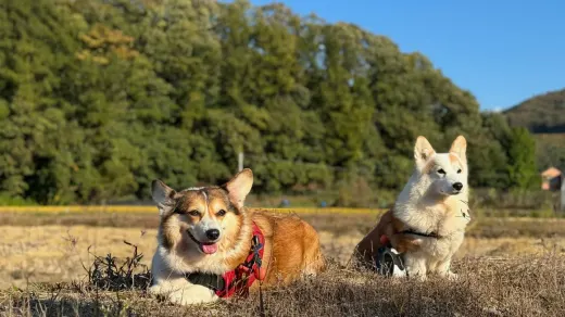 Two dogs together