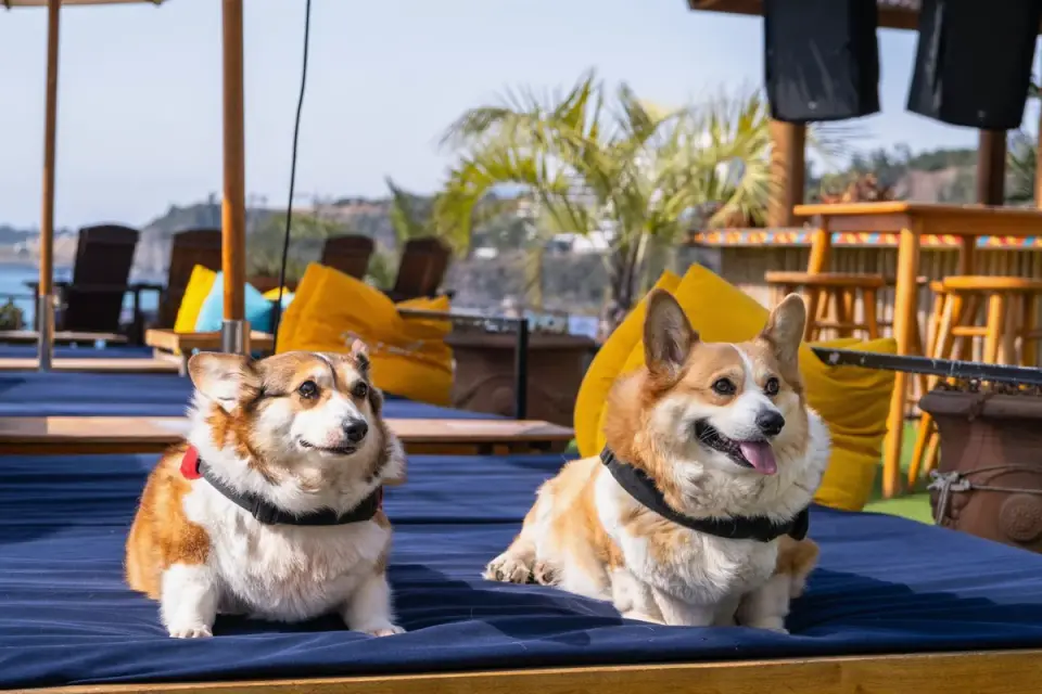 Two dogs together