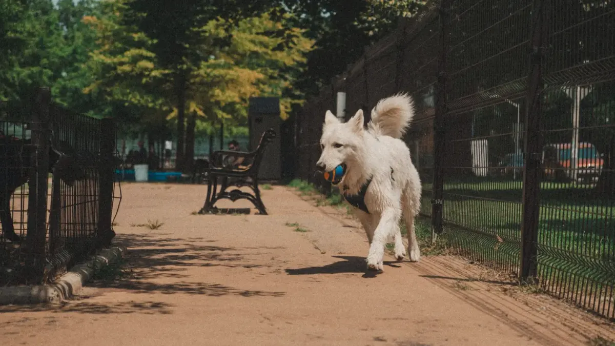 Two medium-sized dogs sprinting across an open dog park