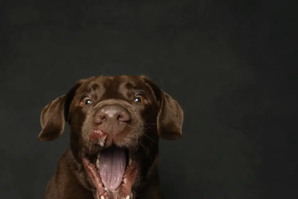 Veterinarian gently checking a dog&#x27;s teeth and gums during an exam
