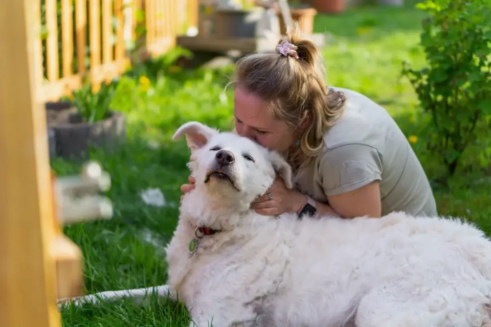 Veterinarian gently examining a dog&#x27;s abdomen during a checkup