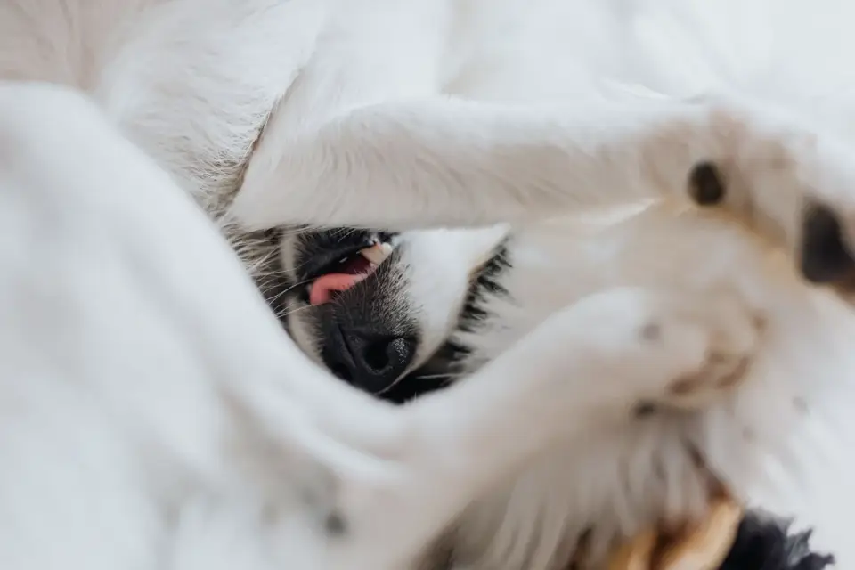 Veterinarian gently examining a dog&#x27;s hip and rear leg joint