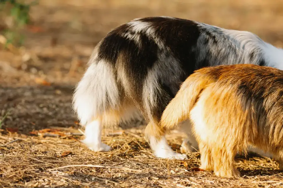 Veterinarian gently examining a dog&#x27;s hip during a wellness exam