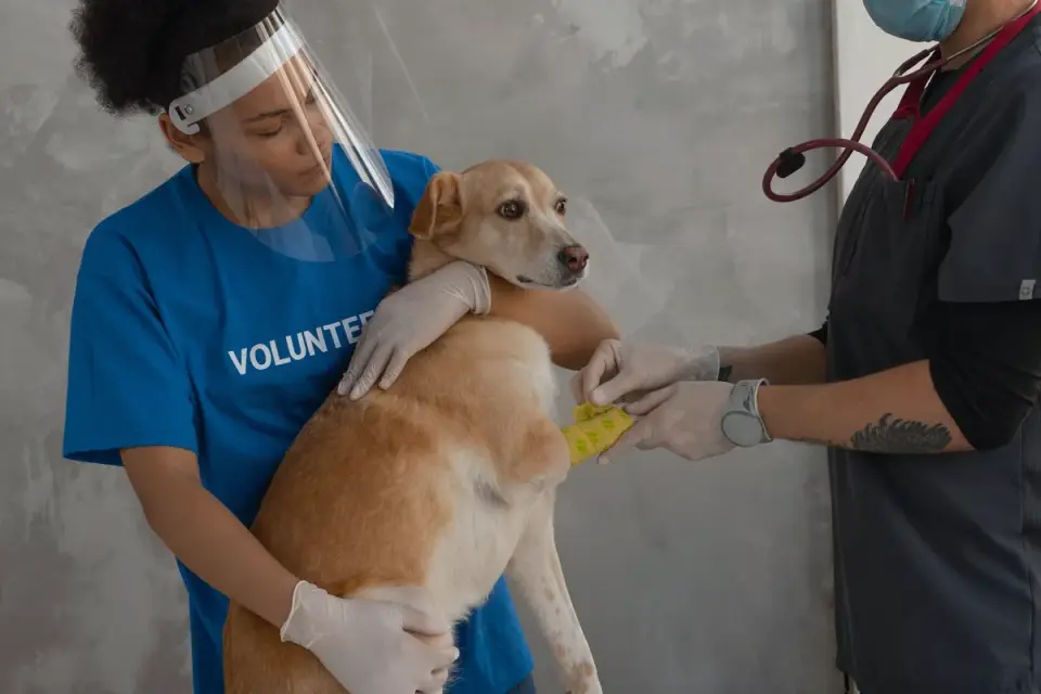 Veterinarian gently examining a senior dog&#x27;s hind leg during a checkup