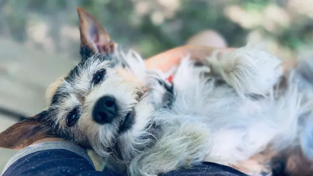 Veterinarian gently palpating an older dog's abdomen on an exam table