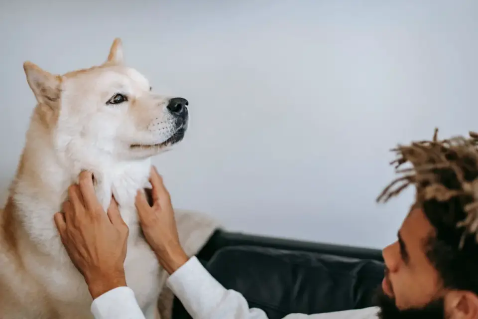 Veterinarian parting a dog&#x27;s fur to examine the skin underneath