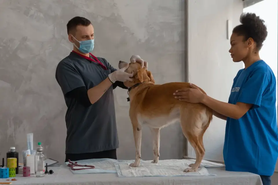 Veterinarian using an otoscope to examine a senior dog&#x27;s ear